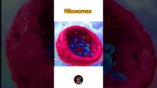 Ribosomes structure and functionHow many types of proteins the ribosomes consist of [upl. by Orman]