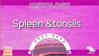 Revision of L3 part 3 Lymphatic system  spleen and tonsils  Histology [upl. by Weaks]