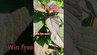 Plants name istells us and win free seeds  greenkiayre [upl. by Dorothy21]