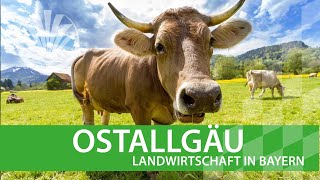 Landwirtschaft in Bayern Ostallgäu [upl. by Ecinahc]