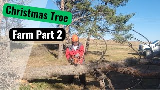 Christmas Tree Farm Chronicles A Day On The Job [upl. by Ofilia20]