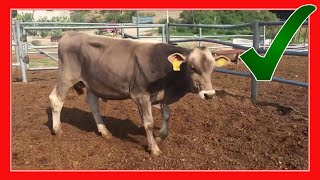 SUIZO AMERICANO 🧬 Rancho el Barroso 🧬 hacienda Santa Martha 5 [upl. by Bernice]