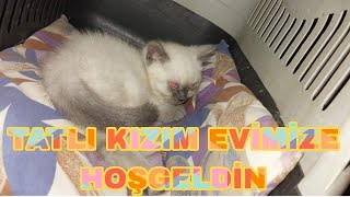 SABAH SABAH KIZIMLA TOP OYNAYALIM DEDİM PEK ORALI OLMADITATLI KEDİ VİDEOSU YAVRU KEDİ VİDEOSUvlog [upl. by Idnaj]