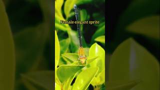 Elegant spritethree striped blue dartPseudagrion decorumdamselflyinsectsbeautifullifeonearth [upl. by Yardna]