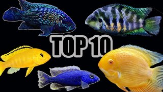 Top 10 Cichlids for Beginners [upl. by Omixam]