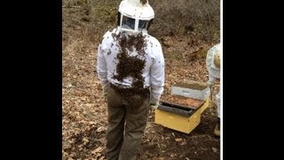 Beekeeping in Medfield MA Norfolk County Beekeepers AssociationNCBA [upl. by Roanna]