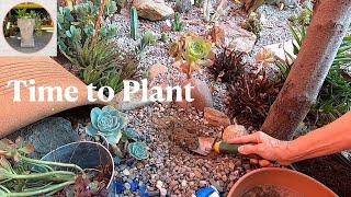 New plants for my Succulent and Cacti Garden [upl. by Henry]