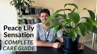 Peace Lily Sensation Care Tips  Tips To Avoid Black Leaves [upl. by Kean]