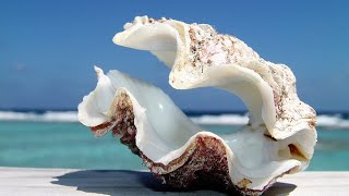 Phylum Mollusca Part 3 Class Bivalvia Clams Oysters Mussels etc [upl. by Eahsed]