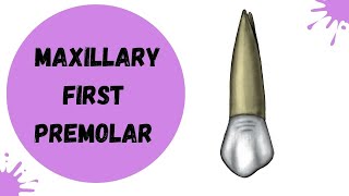 Maxillary First Premolar  Tooth Morphology made easy [upl. by Yrian]