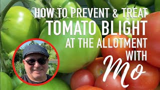 Tomato Blight  How To Prevent and Treat it  9 Tips from Mo at the allotment [upl. by Osner99]