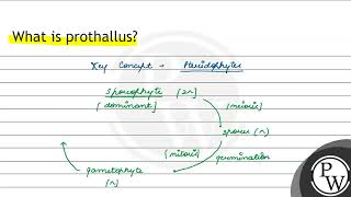 What is prothallus [upl. by Armillia10]