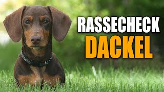 Dackel Rassecheck  Rasseportrait Rassebeschreibung Informationen zur Rasse Dackel Zwergdackel [upl. by Assirim]