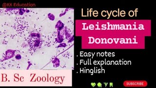 Life cycle of Leishmania Donovani l B Sc Zoology l Full details l Explanation l kkeducationn [upl. by Gonzales]