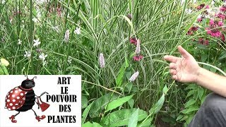 Tuto jardinTaille et entretien Persicaria bistorta superba Vivace [upl. by Yleve]