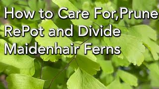 How to Repot Maidenhair Ferns  Prune Divide and Keep your Maidenhair Ferns Healthy [upl. by Eniawd]