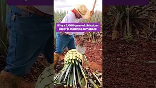 Pulque isnt nearly as popular as tequila or Mezcal due to false rumors alcohol mexico [upl. by Kimber]