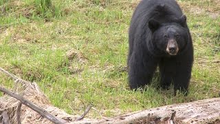 Black Bears  Yosemite Nature Notes  Episode 26 [upl. by Genaro]