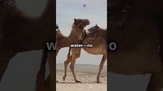 How Camels Survive Without Water 🐪🏜 [upl. by Analaj]