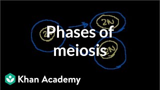 Phases of Meiosis [upl. by Acirema]