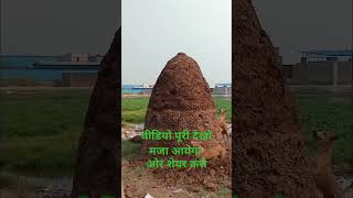 कुत्तों ने किया हमला 🤣🦮🐿️Bhura 420shoot video nay [upl. by Bordy431]