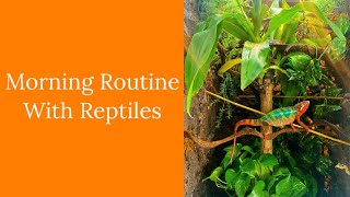 Morning Routine With My Reptiles [upl. by Berkow]