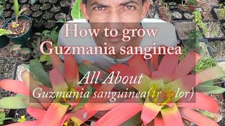 Guzmania sanguinea Bromeliad Growth Care amp Culture [upl. by Worrad]