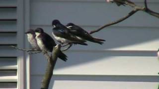 Tree Swallows [upl. by Ennaeus869]