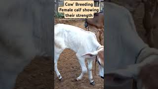 Cows Breeding nature health organic cow farmlife cowsbreeding india indiancows parliament [upl. by Raimondo552]