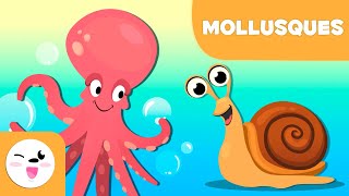 Les mollusques pour les enfants  Les animaux invertébrés  Sciences naturelles pour les enfants [upl. by Eibocaj174]