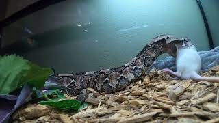 Gaboon Viper Eliminates Rat Live Feeding [upl. by Bresee322]