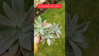 Echeveria plantsucculent plants gardening youtubeshorts short [upl. by Avert]