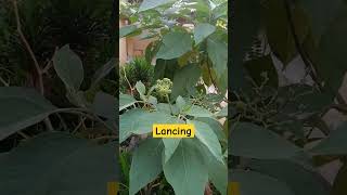 Solanum mauritianum lancing alam pecintabunga shortsvideo [upl. by Phina]