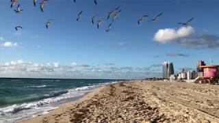 The Iconic Hotel Shelley on Collins Ave in Miami Beach [upl. by Perpetua33]