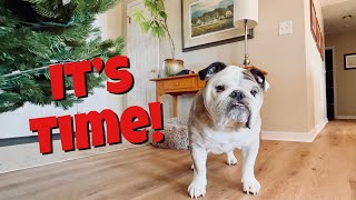 Reuben the Bulldog Get the Tree [upl. by Waterer]