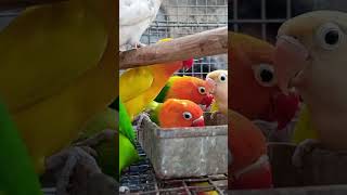 Uluberia pet market newvideo shortsviral shortvideos ytshorts [upl. by Steere]