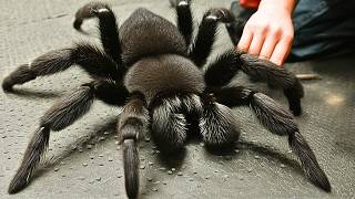 20 Biggest Spiders in the World [upl. by Fredie]