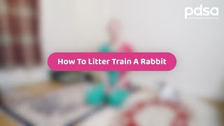 How To Litter Train A Rabbit  Pet Health Advice [upl. by Balfore]