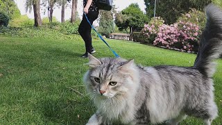 The pros and cons of walking cats outside [upl. by Adnamra]