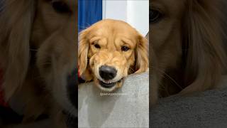 PeaNut’s Angry 😡 dog goldenretriever doglover puppy [upl. by Schiro937]