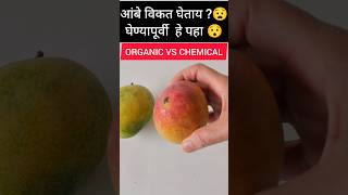 💥 नैसर्गिक आंबा कसा ओळखायचा 😯‼️ Organic vs chemical mango  organic mango difference summer [upl. by Perni]