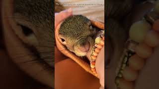 Rescue baby squirrel and then squirrel animals animalsrescue [upl. by Ecydnac]