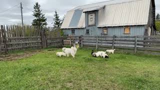 Livestock Guardian Pups  Great Pyrenees  Maremma [upl. by Vilberg]