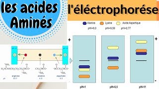La technique délectrophorèse Séparation des acides aminés [upl. by Yadnil807]
