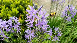 Leichtlins Camas and the Bumble Bee [upl. by Gnous]