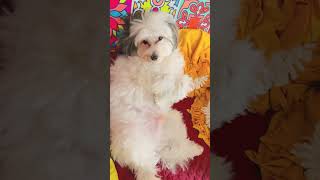 funny puppy pets cuteanimal cutedog cute dog short shorts shortsfeed trending popular [upl. by Aihsekyw]