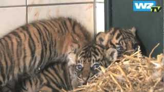 Drei auf einen Streich Neue TigerBabys im Krefelder Zoo [upl. by Eelra]