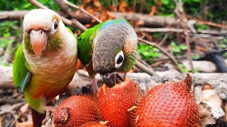 Conure Bird Sounds in the forest  green cheek conure parrot eating Salak Fruit so happy [upl. by Haron120]