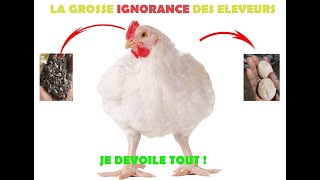 Ignorance Populaire sur les Poulets de Chair   A savoir absolument [upl. by Avehstab618]