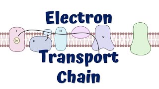 Electron Transport Chain Animation  ATP synthesis [upl. by Joane472]